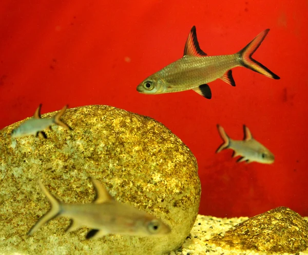 Aquariumvissen Stockfoto