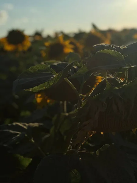 Solrosor Sommardag Soligt Humör — Stockfoto