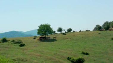 Bir at ve ineğin insansız hava aracı Soçi dağlarındaki bir çayırda otluyor.