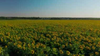 Ayçiçeği tarlasının drone çekimi