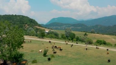 Bir at ve ineğin insansız hava aracı Soçi dağlarındaki bir çayırda otluyor.