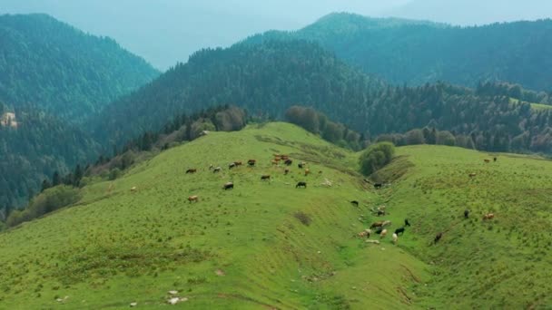 소치 산의 초원에서 말 과 소가 춤을 추는 드론 사격 — 비디오