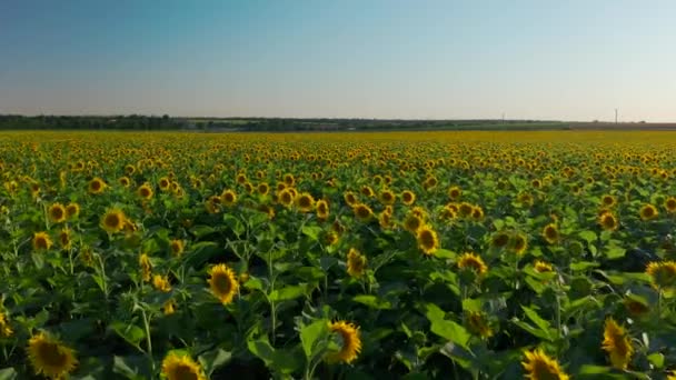 Дрон стріляє по полях соняшнику в сонячну погоду — стокове відео
