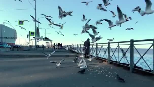 Una bandada de gaviotas vuela cerca del terraplén de la ciudad y come pan — Vídeos de Stock