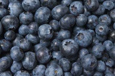 taze yaban mersini aldı