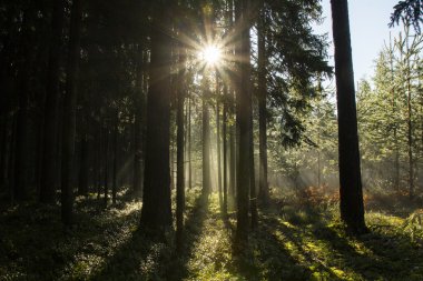 Sonbahar ormanında sabah güneşi parlıyor.