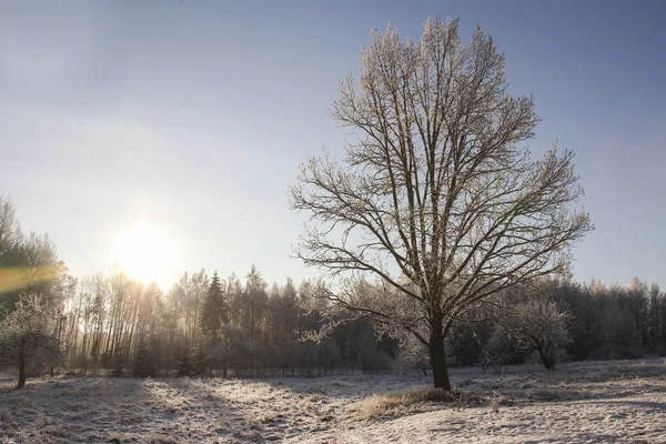 Kış mavi gökyüzüne karşı yalnız ağaç — Stok fotoğraf