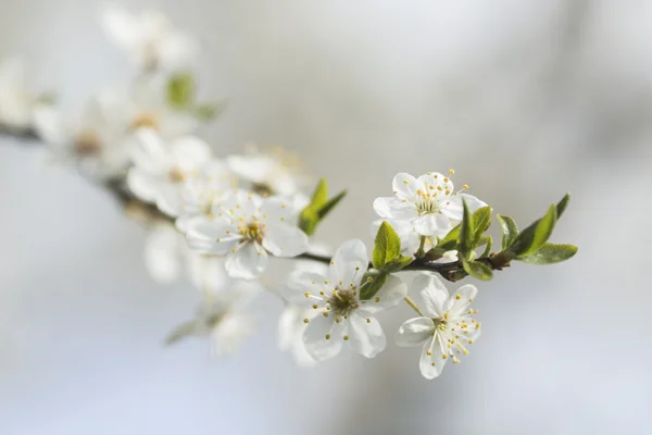 Bloemen — Stockfoto