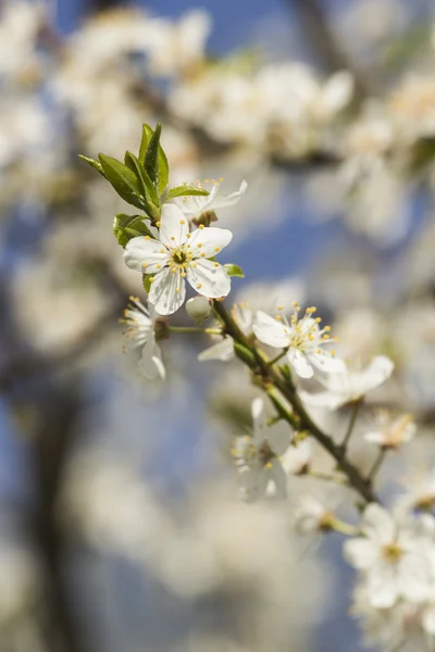 Bloemen — Stockfoto