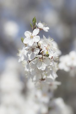 Mavi gökyüzü karşı bahar çiçekleri