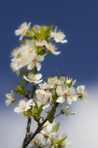 Flores de primavera contra um céu azul — Fotografia de Stock