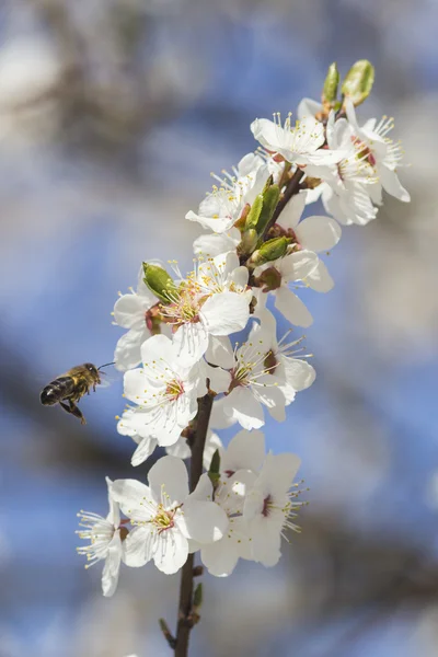 素敵な春の日に桃の花を楽しんでいる蜂蜜の蜂 — ストック写真