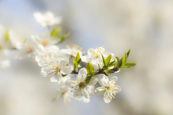 Flores de primavera contra um céu azul — Fotografia de Stock