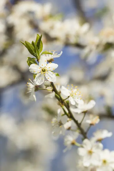 Flores de primavera contra um céu azul — Fotografia de Stock