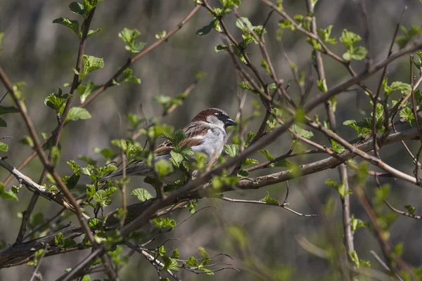 Rotrückenwürger — Stockfoto