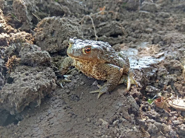 Sapo Europeo Encuentra Hábitat Natural Escena Vida Salvaje Naturaleza Reptil —  Fotos de Stock