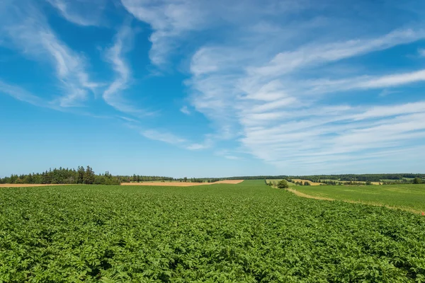 Grünes Kartoffelfeld — Stockfoto