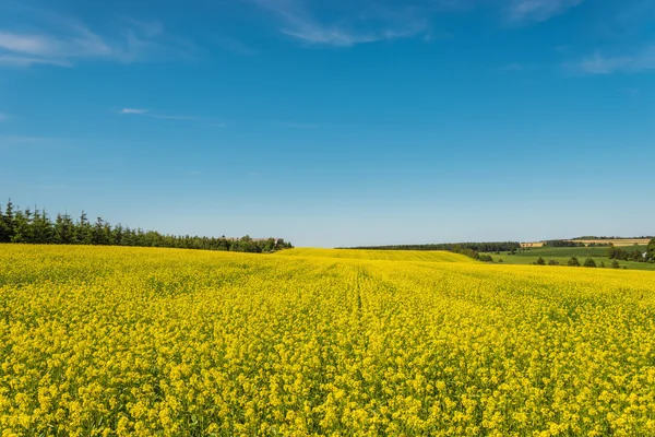 Žluté pole řepky v květu — Stock fotografie