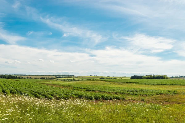 Groene aardappelvelden — Stockfoto