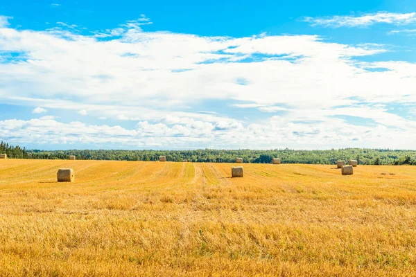 Szenische Ansicht Von Heuhaufen Sonnigen Tagen Prince Edward Island Kanada — Stockfoto