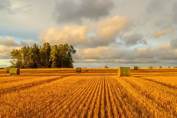 Vue Panoramique Des Cheminées Foin Par Temps Ensoleillé Île Prince Images De Stock Libres De Droits