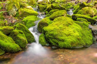 Küçük orman akarsu üçüncü kasaya yakın düşüyor