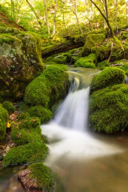 Üçüncü kasa falls yakınındaki küçük orman Stream yakın çekim