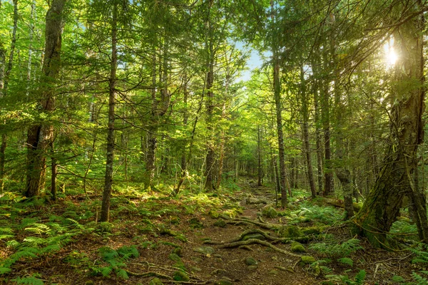 Moose Horn Trail Path — Stock Photo, Image