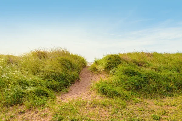 Sentier de sable sur les dunes avec herbe de plage — Photo