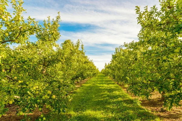 Rows of green apple trees — Stock Photo, Image