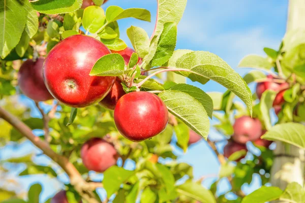 Røde epler som henger på treet – stockfoto