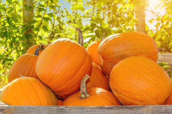 Pumpkins in a wooden box — Stock Photo, Image