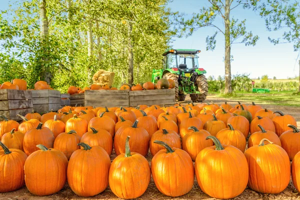 taze kabak aldı erken sonbahar