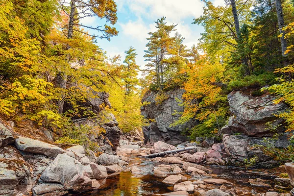 Alberi che crescono sulle rocce sopra il torrente — Foto Stock