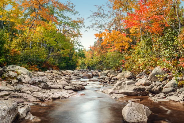 Foreat stream in autunno — Foto Stock