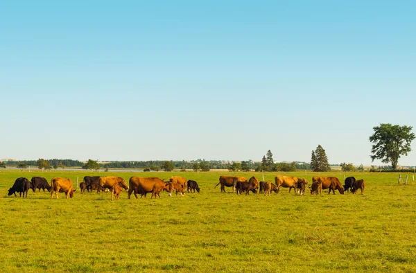 Cows grazing on a field — Stock Photo, Image