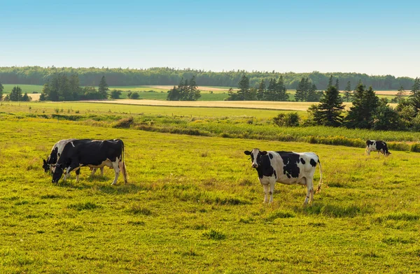 Cows grazing on a field — Stock Photo, Image