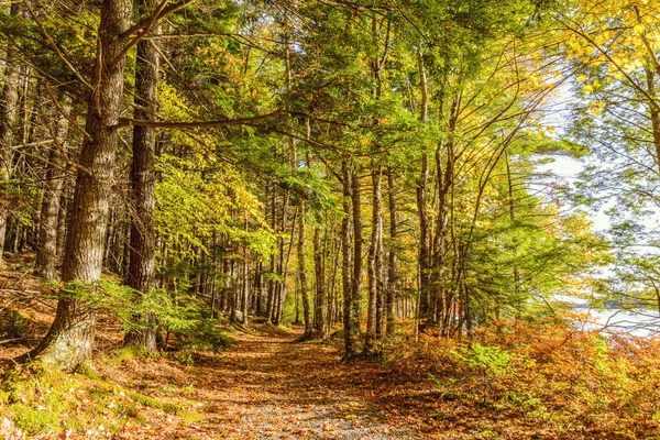 Trilha florestal no outono — Fotografia de Stock