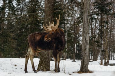 Moose with antlers (Omega Park of Quebec) clipart
