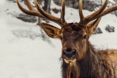 Bir geyik (Omega Park Quebec kışın Close-Up)