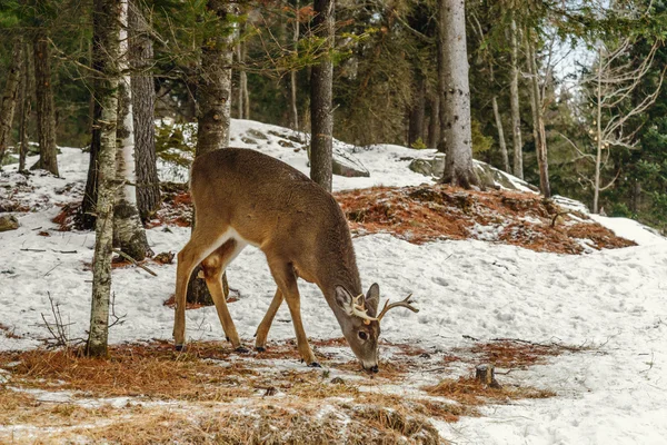 Junge Hirsche (Omega-Park von Quebec) — Stockfoto