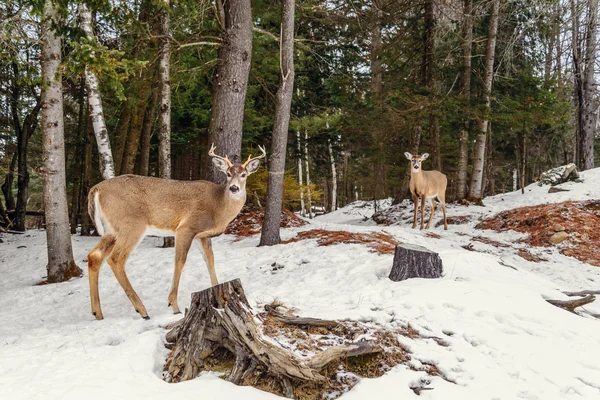 Hirsche im Winter (Omega-Park von Quebec) — Stockfoto