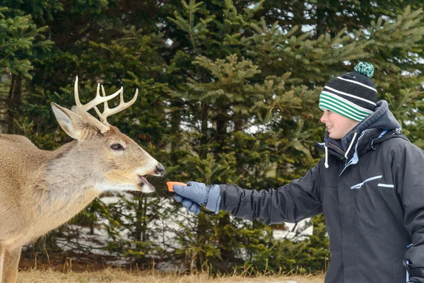 Jongen voeden herten in de Omega Park van Quebec — Stockfoto