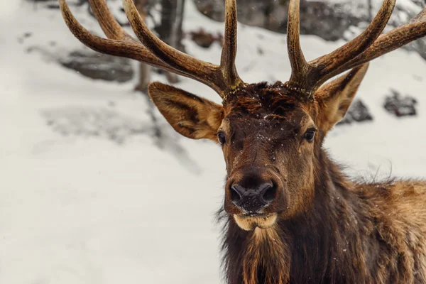 Nahaufnahme eines Rehs im Winter (Omega-Park von Quebec) — Stockfoto