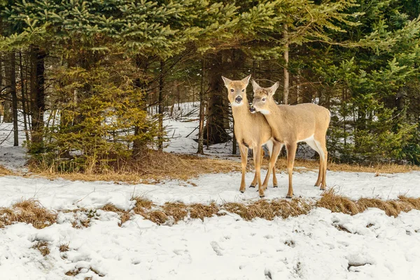 Hirsche im Winter (Omega-Park von Quebec) — Stockfoto