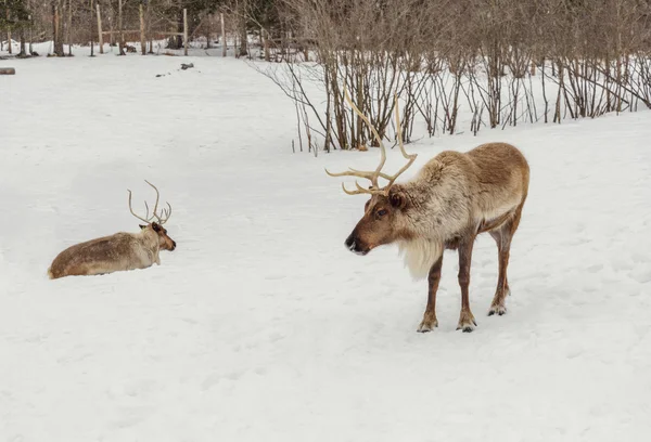 Karibus im Winter (Omega-Park von Quebec) — Stockfoto