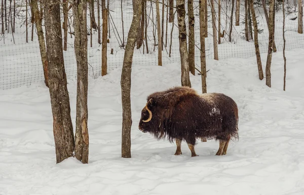 Moschus im Winter (Omega-Park von Quebec) — Stockfoto