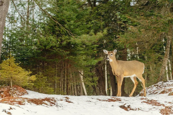 Junge Hirsche (Omega-Park von Quebec) — Stockfoto