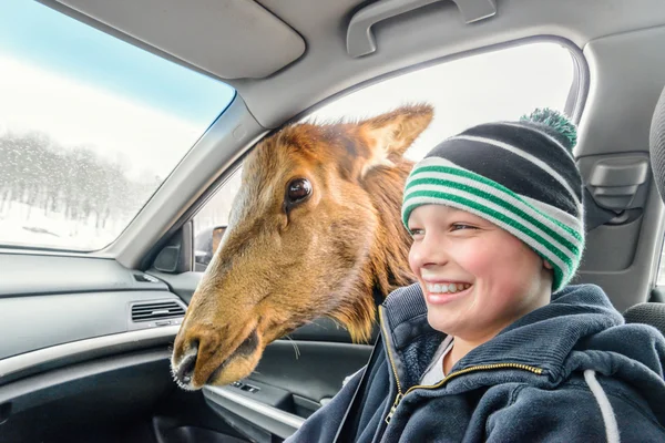 Deer looking for food in a car (Omega Park of Quebec) — Stock Photo, Image