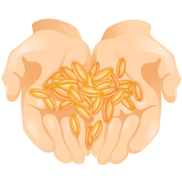 Mains avec des grains de blé en eux sur fond blanc — Image vectorielle